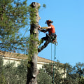Enhance Your Landscape with Professional Tree Services