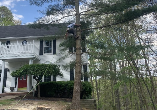 Tree Care Services in Cabins, WV Supporting Better Outcomes for Landscape Renovation Projects